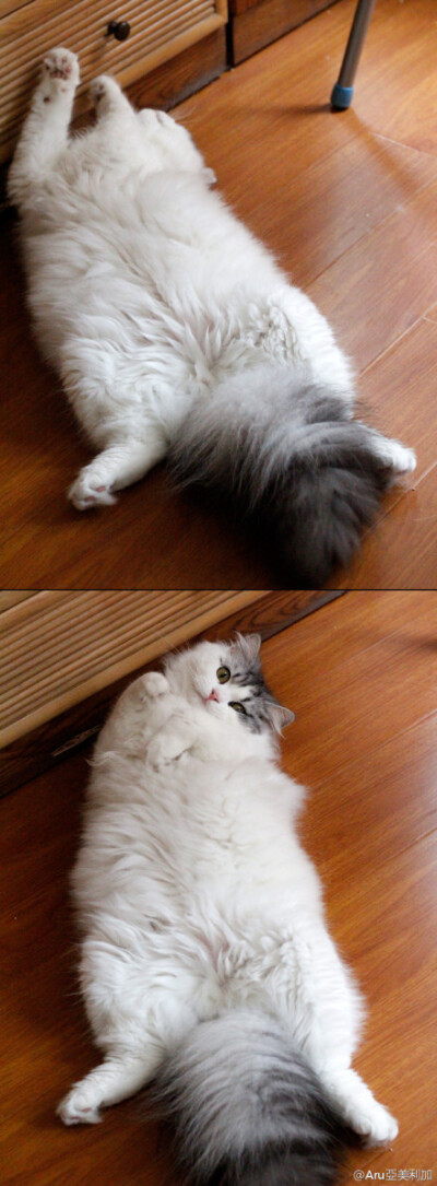 猫猪