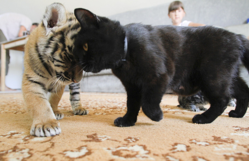 老虎幼崽和猫对比图片