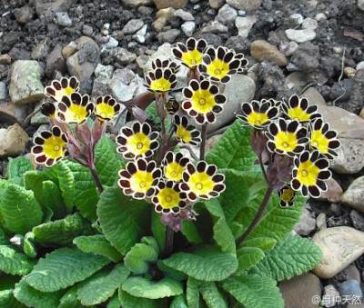 花,学名:primula victoriana,photo from:jazzqueen64 好卡通,像小狗