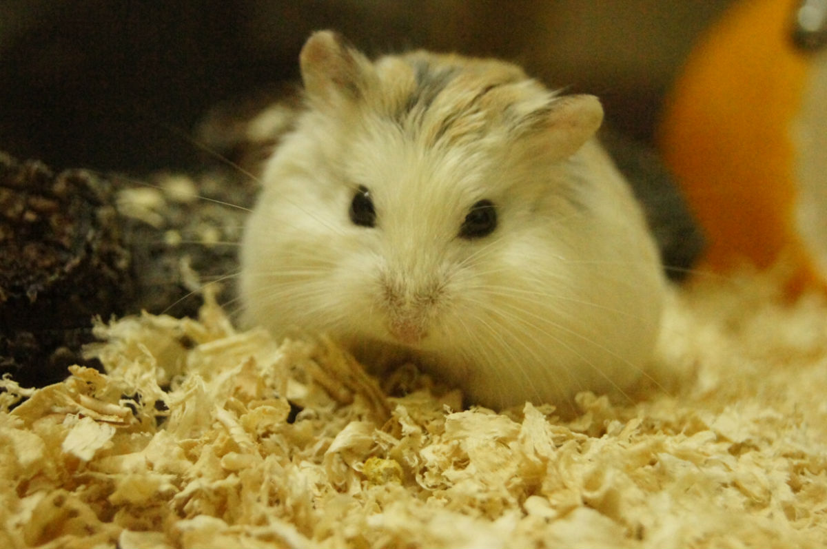 仓鼠- 堆糖,美图壁纸兴趣社区