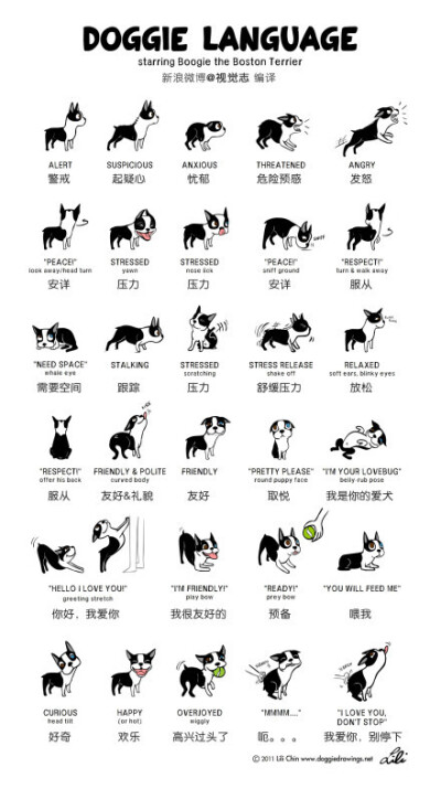 狗狗的肢体语言解析,你真的懂你的狗狗吗?