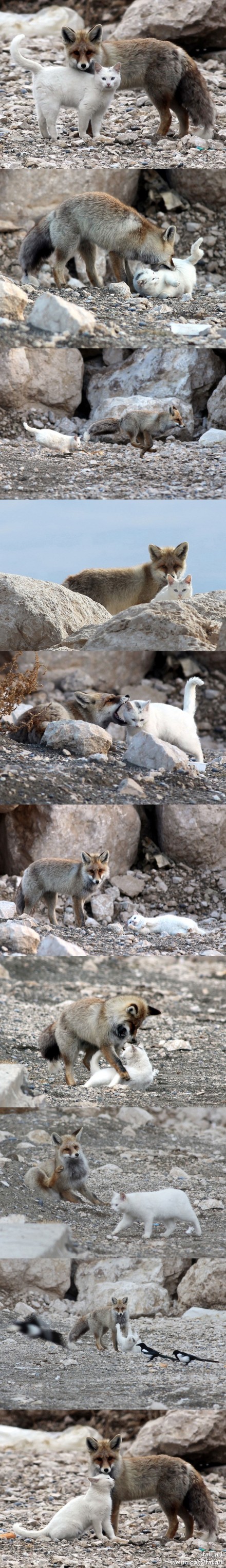 土耳其凡湖边的一只凡猫和一只狐狸,因为渔民们常丢鱼给它们一起吃而