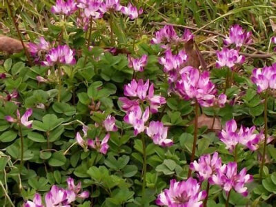 中药名:翘摇(紫云英子) 【别名】苕子菜,沙蒺藜,红花草,摇车,野蚕豆