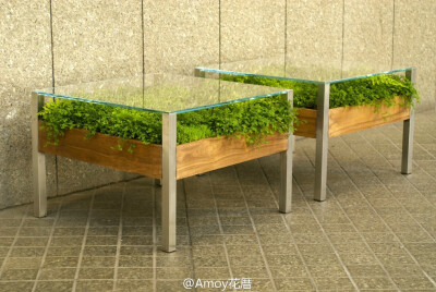 植物世界