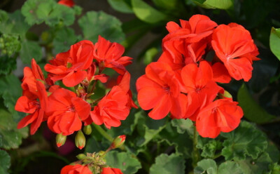 天竺葵,学名:pelargonium hortorum 科目:风露草科 原产地:南非 花语