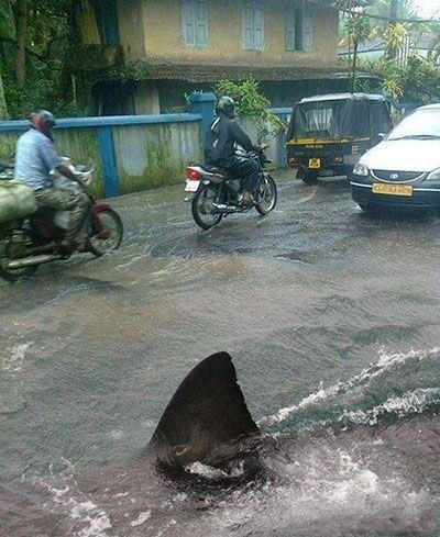 艾卡西亚暴雨表情包图片