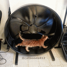 (°△°)仓鼠附体喵!根本就——停!不!下!来!