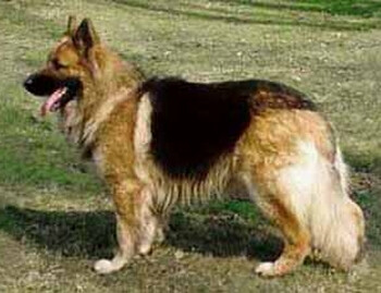 国王牧羊犬是一种大型,结实,肌肉丰满的犬.