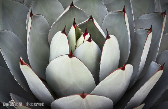 tequila sunrise晨曦龙舌兰_多浆植物吧