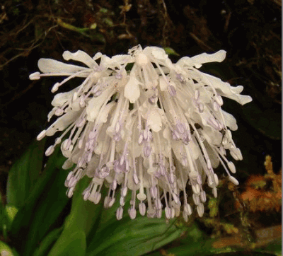 胡麻花