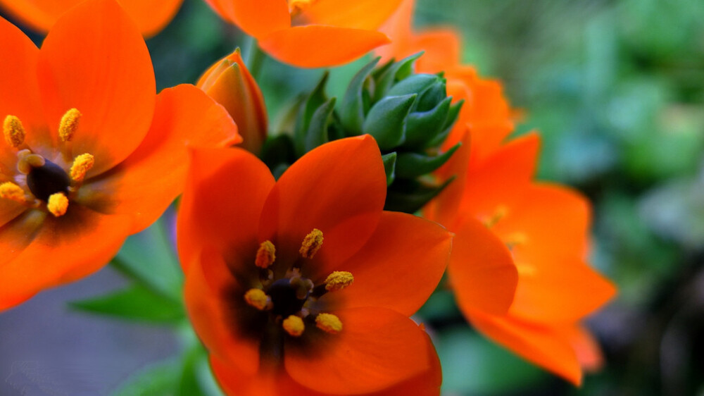 ornithogalum dubium.杜宾虎眼万年青.