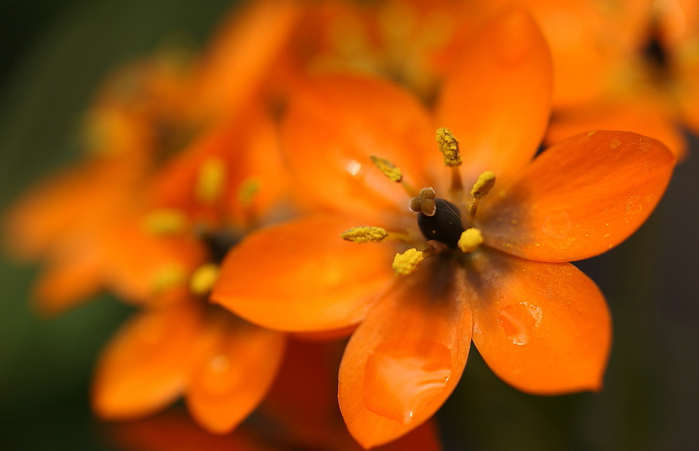 ornithogalum dubium.杜宾虎眼万年青.