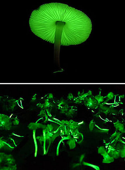 这种绿色霓虹蘑菇,或称荧光小菇(学名),通常在雨季出现在日本和巴西的