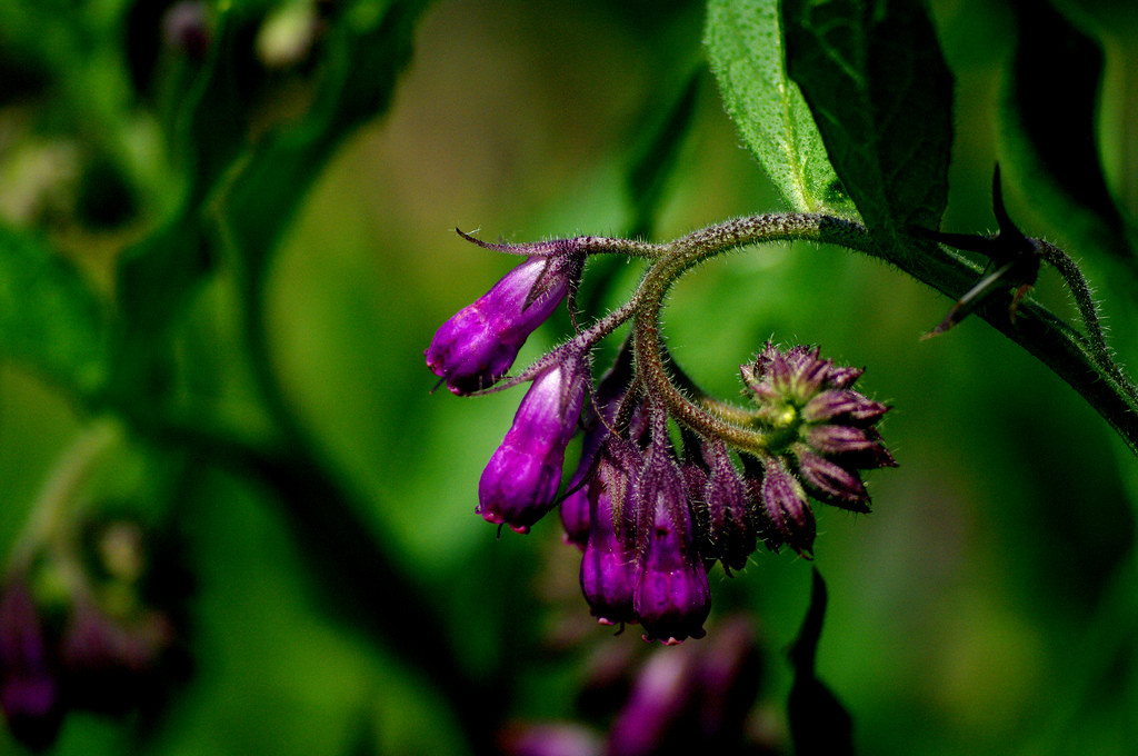 symphytum officinale 聚合草