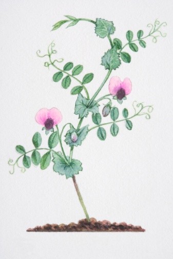 17 香豌豆