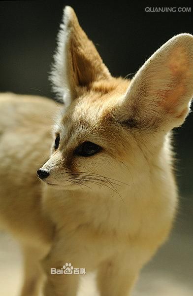 耳廓狐也称大耳小狐,大耳狐与沙漠小狐,以其不同寻常的大耳朵而闻名