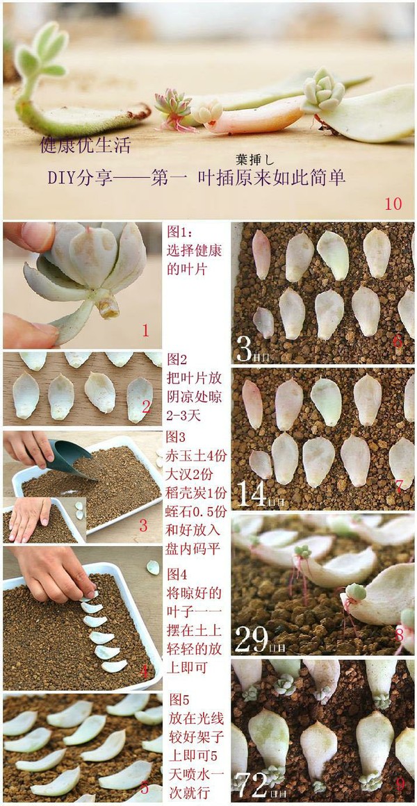 矿泉水瓶多肉叶插方法图片