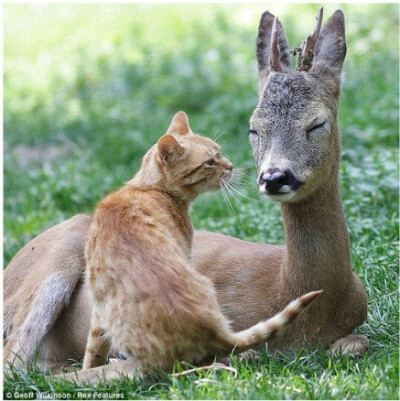 在乌克兰的odessa动物园,游客们被一只猫咪和小鹿的亲昵举动停下了