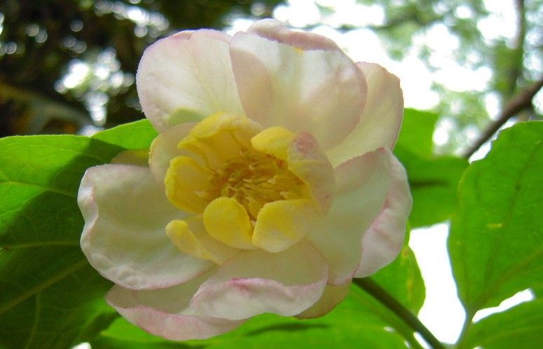 夏腊梅;; 国家重点保护野生植物——夏蜡梅,萼翅藤; 中国稀有濒危植物