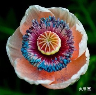 奇特的花