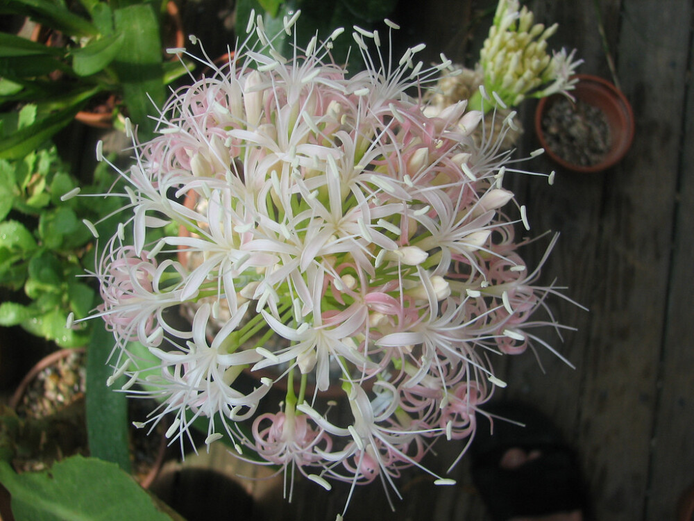 boophane disticha.刺眼花.