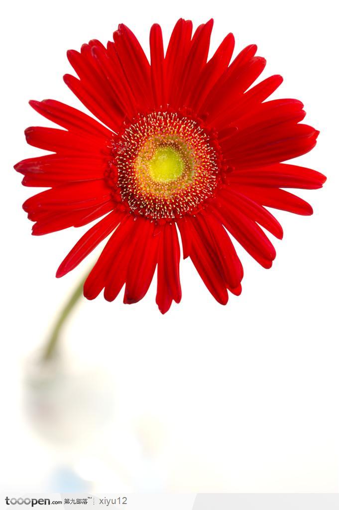 红色向日葵 花语图片