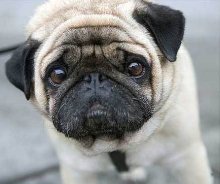 萌宠#worlds saddest dog 世界最忧伤的狗