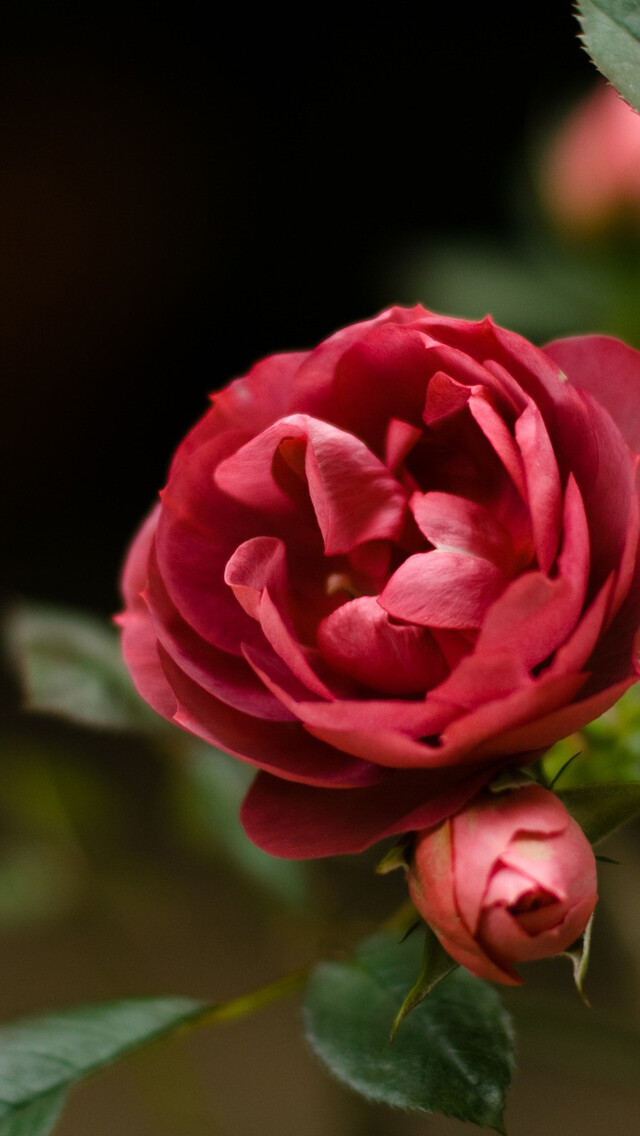 red rose iphone 5s wallpaper