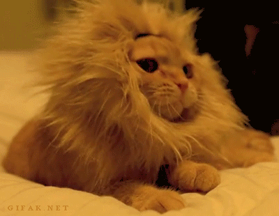 慵懒的"狮子猫"gif2m