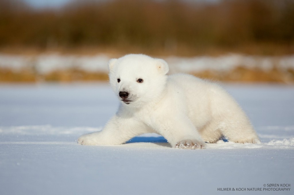 呆萌北极熊宝宝 - 堆糖,美图壁纸兴趣社区