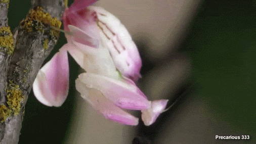 mantis 