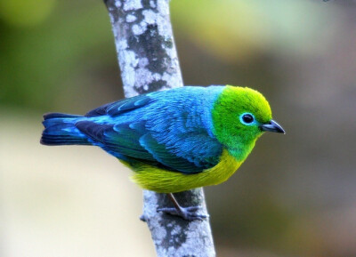 蓝枕绿雀(chlorophonia cyanea)南美的一种常见鸟类(这只是蓝孩子