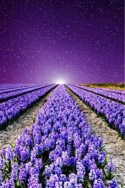 紫色花海满天星图片