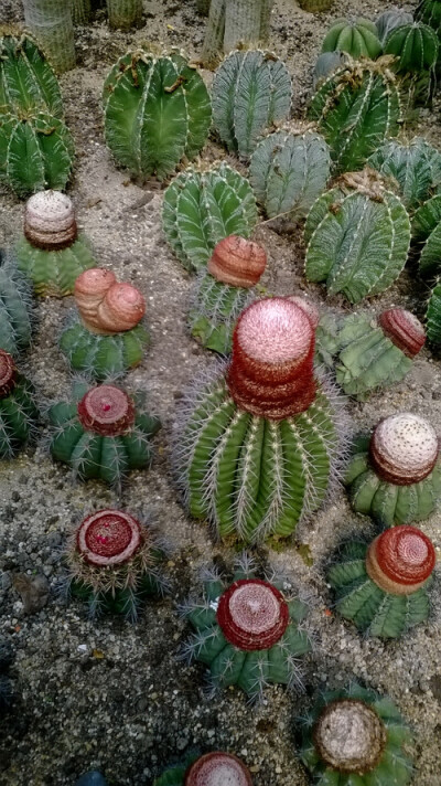 简笔画植物园