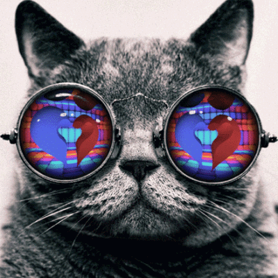 萌宠#炫酷眼镜猫