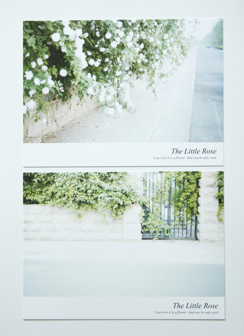 cn小小蔷薇花意境日系小清新明信片 4张入
