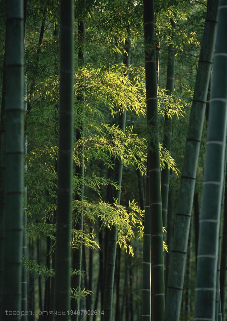 竹林风景竹林风景特写摄影背景桌面壁纸图片素材