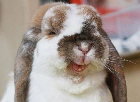 爱笑的兔子