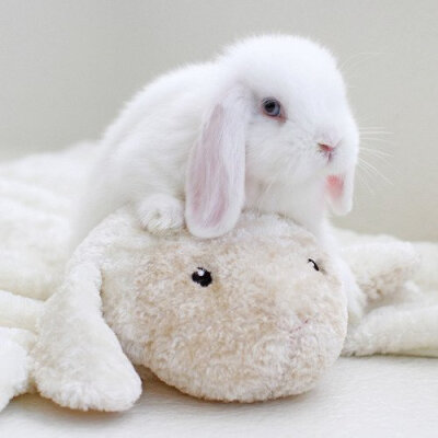 小白兔,白又白,两只耳朵竖起来
