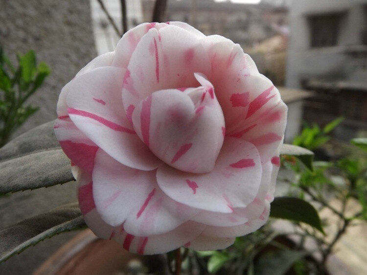 茶花银边十八学士b162