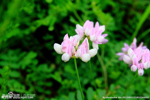 紫云英又名翘摇,红花草,草子, 属于豆科黄芪属, 明清时代就被广泛种植