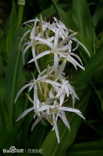 文殊兰 属于石蒜科文殊兰属的多年生粗壮草本 别名:文珠兰,罗裙带