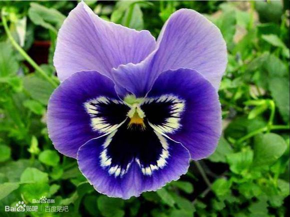 三色堇 属于堇菜科堇菜属 又名三色堇菜,蝴蝶花,人面花,猫脸花,阳蝶花