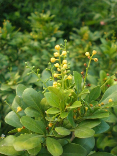 米兰花 又名米仔兰 楝科常绿灌木或小乔木,是大叶米兰的小叶变种 可