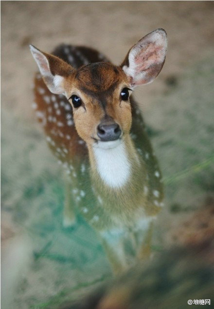 鹿的瞳孔图片
