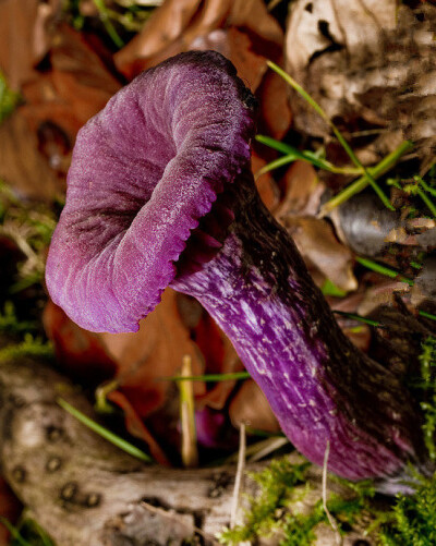 植物 紫蜡蘑,生长于落叶植物或裸子植物林中