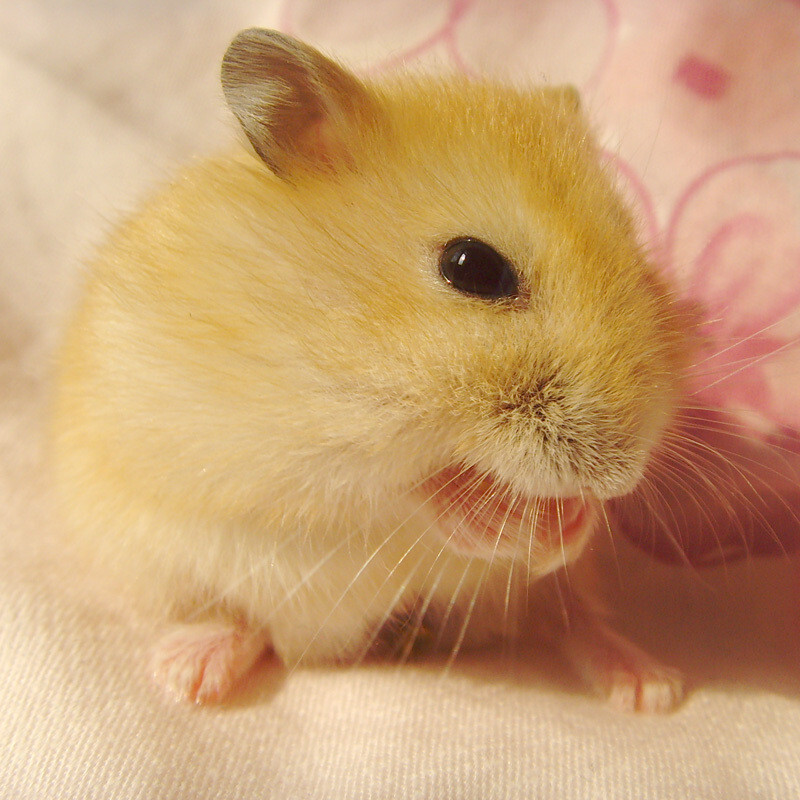 这种由日本繁殖成功的布丁鼠,和枫叶鼠,黄金鼠一样都属于仓鼠科,但