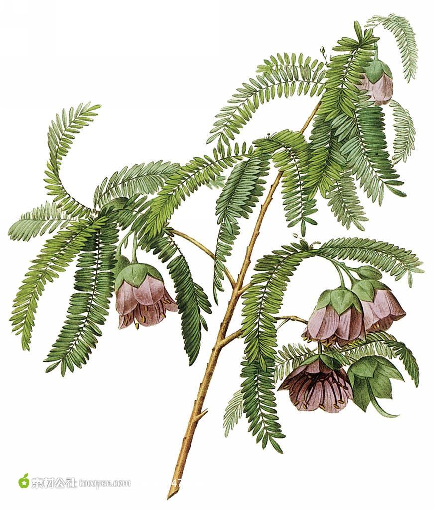国外大师手绘杉树花朵插画图片下载,现在加入素材公社即可参与传素材