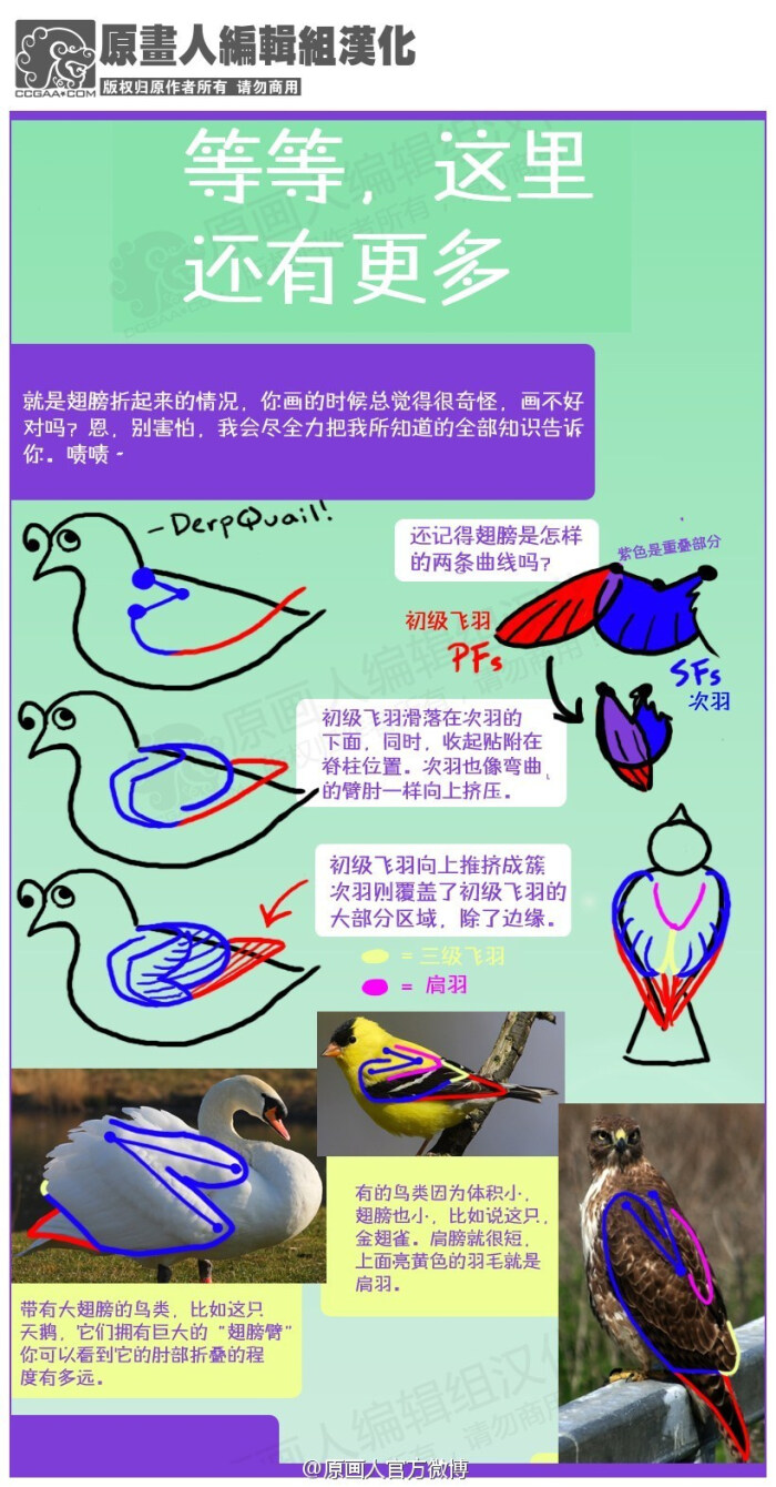 【结构&amp;细节知识】【汉化】非常系统详细的介绍了鸟类的翅膀