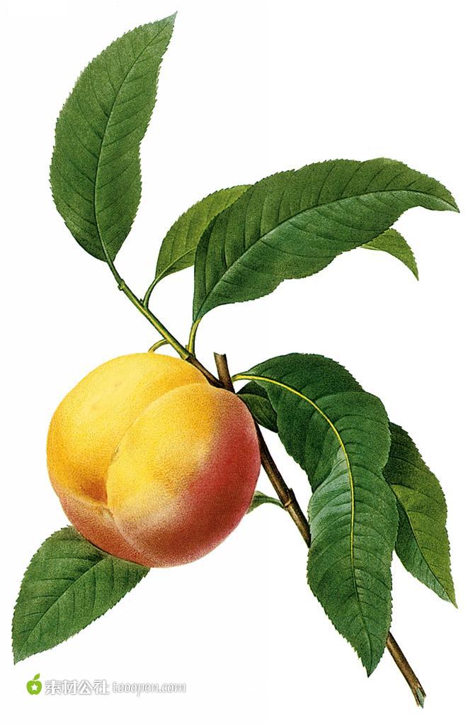 国外大师手绘水果桃子图片下载,现在加入素材公社即可参与传素材送